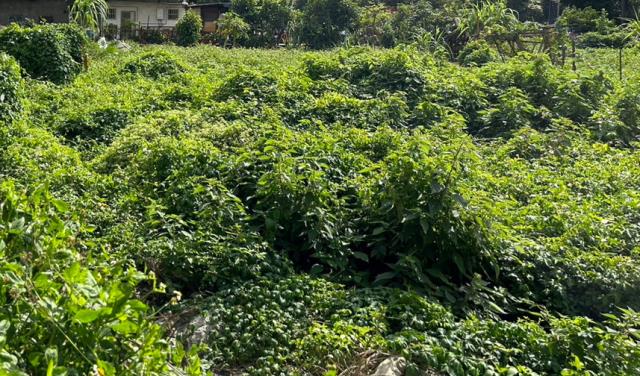 桃園桃園區工業地-1