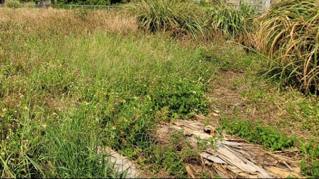 桃園大園工業地-1