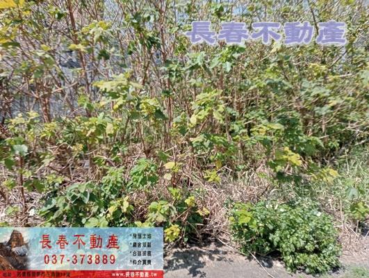 苗栗苗栗市工業地-2