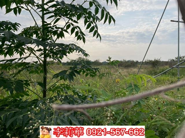 麻豆工業地-6