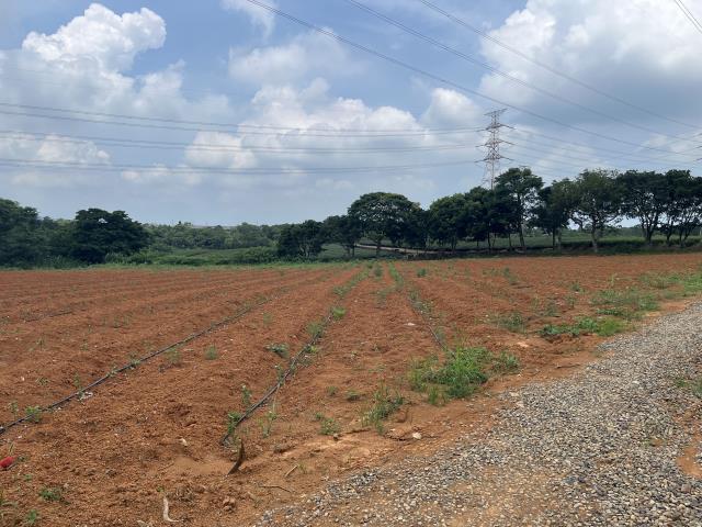 新竹關西工業地-0